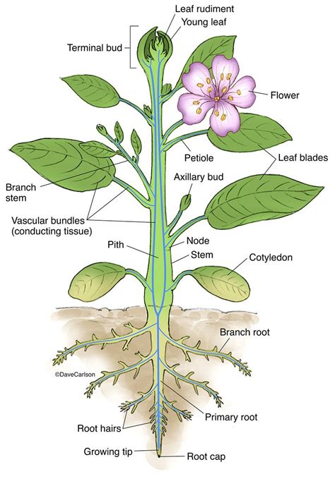 vascular plant意思|维管植物